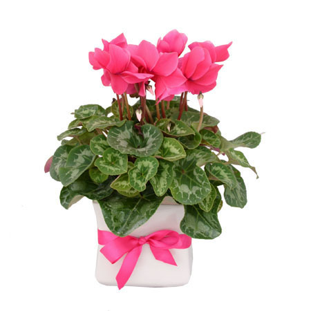 cyclamen-gift-plant